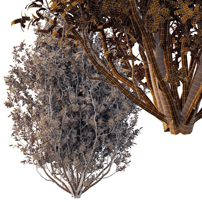 romneya coulter Argyrocytisus battandieri Tibouchina Semidecandra Plant - Image 6