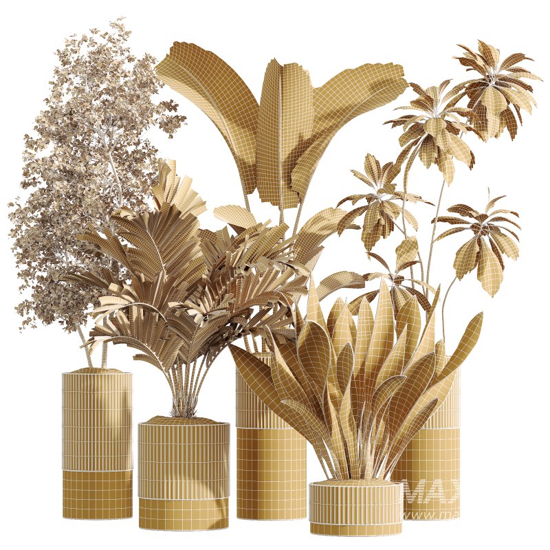 AV Indoor Plants Set 241 Olive Palm Bird Of Paradise Sansevieria Ficus Fig - Image 6