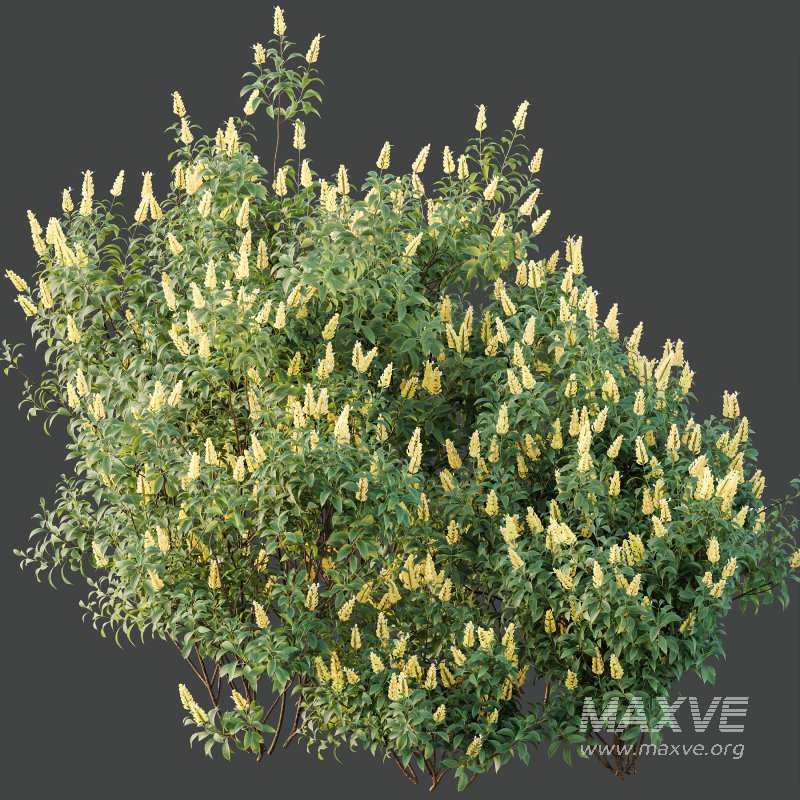 AV Spring bushes Kapebonavista Lutea Golden Shrimp and Phillyrea Rosemarinifolia Nana - Image 9