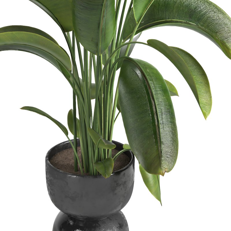 Indoor plant 012 - Image 1