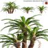 Encephalartos altensteinii – Bread Palm – 02 - Thumbnail 1
