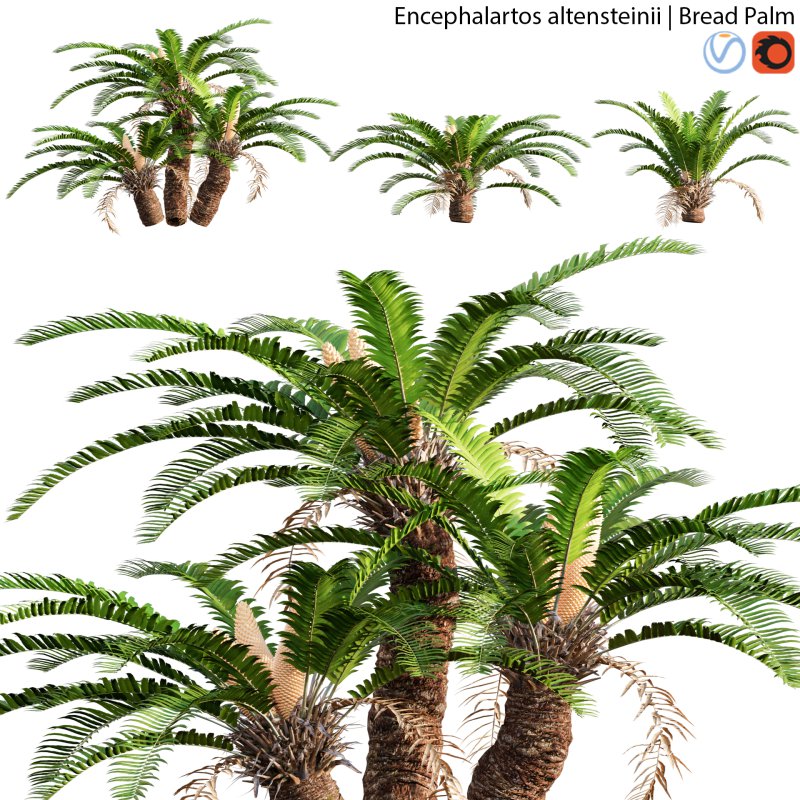 Encephalartos altensteinii – Bread Palm – 02 - Image 1