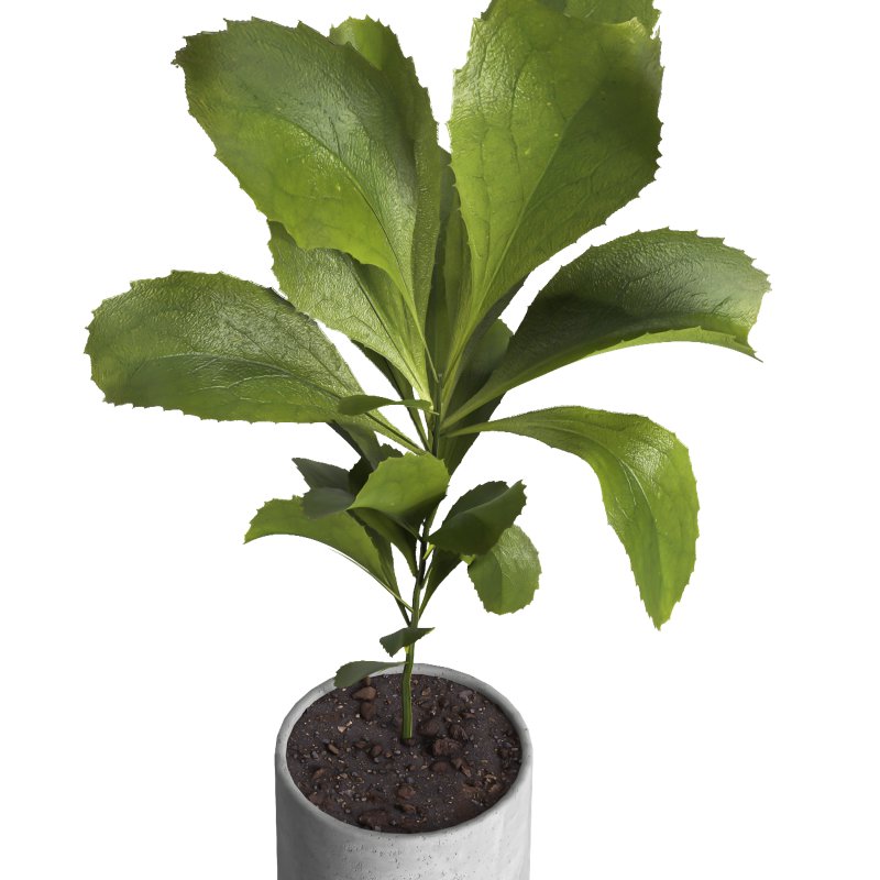 indoor plant 024 - Image 3