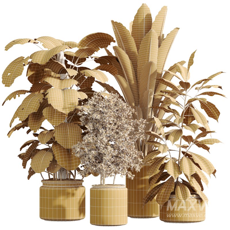 AV Indoor Plants Set 243 Swiss Cheese and Mission Olive and Bird Of Paradise and Ficus African Fig - Image 6
