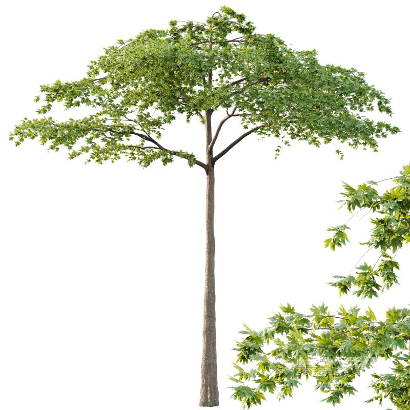 Acer Pseudoplatanus Tree 07 - Image 5