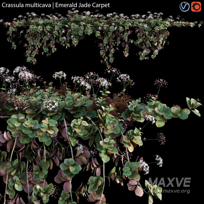 Crassula multicava – Emerald Jade Carpet – 02 - Image 1