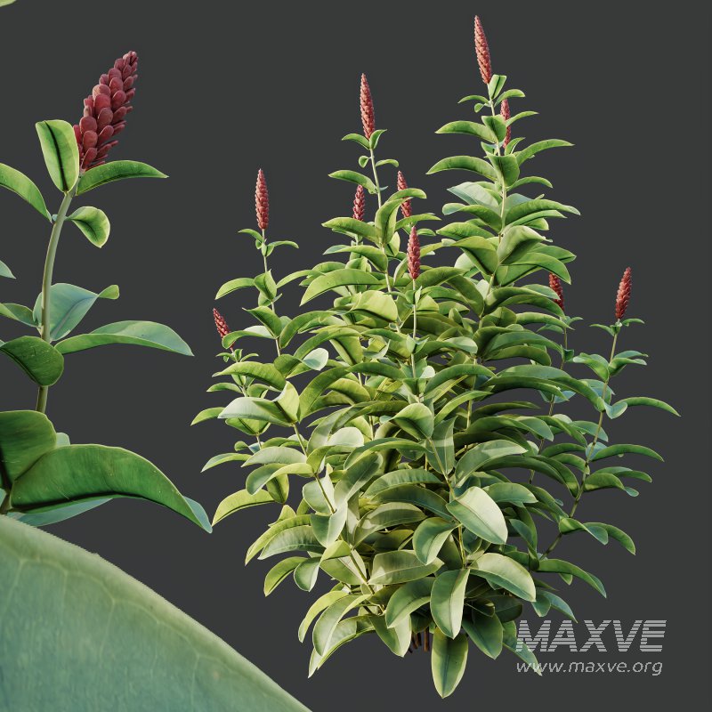 ntal richness. The Rhododendrons burst with densely packed floral spheres in rich pink, purple, and blue tones, while the Crape Ginger displays upward-pointing crimson buds atop lush, lance-shaped foliage. - Image 7