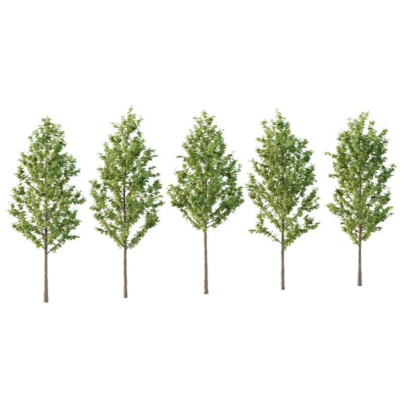 Acer Pseudoplatanus Tree 04 - Image 3