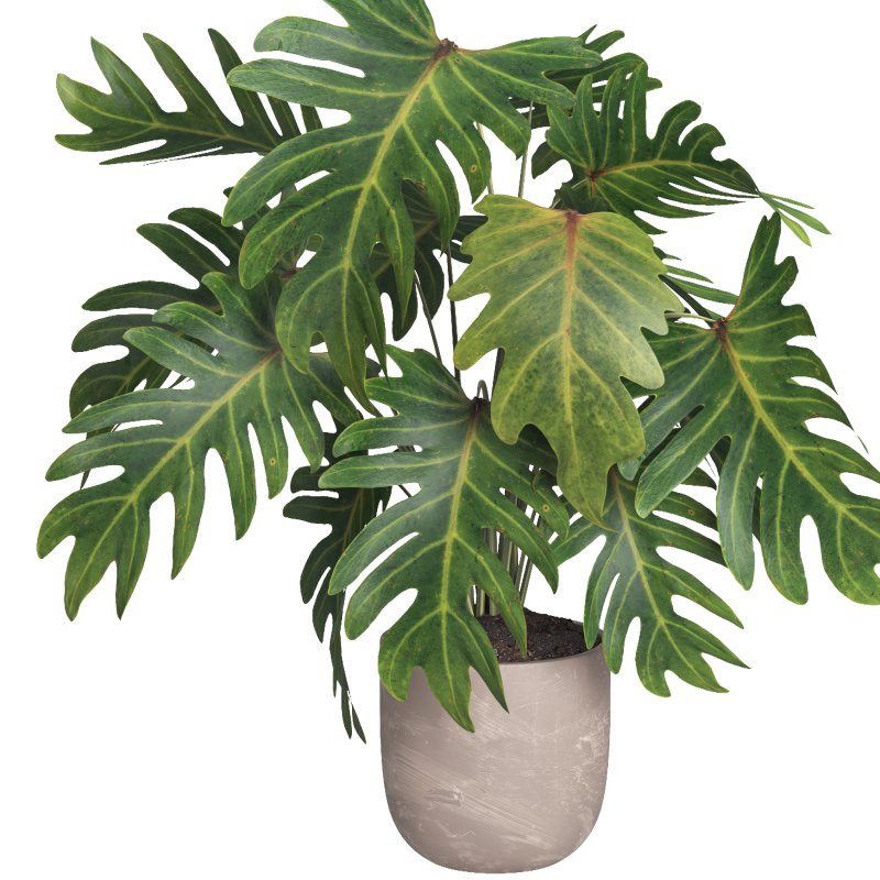 Indoor plant 014 - Image 3