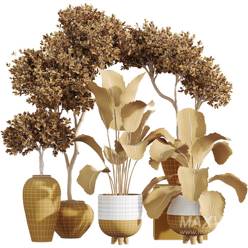 AV Indoor Plants Set 237 Mission Olive Tree and Calathea Lutea Cuban Cigar - Image 8