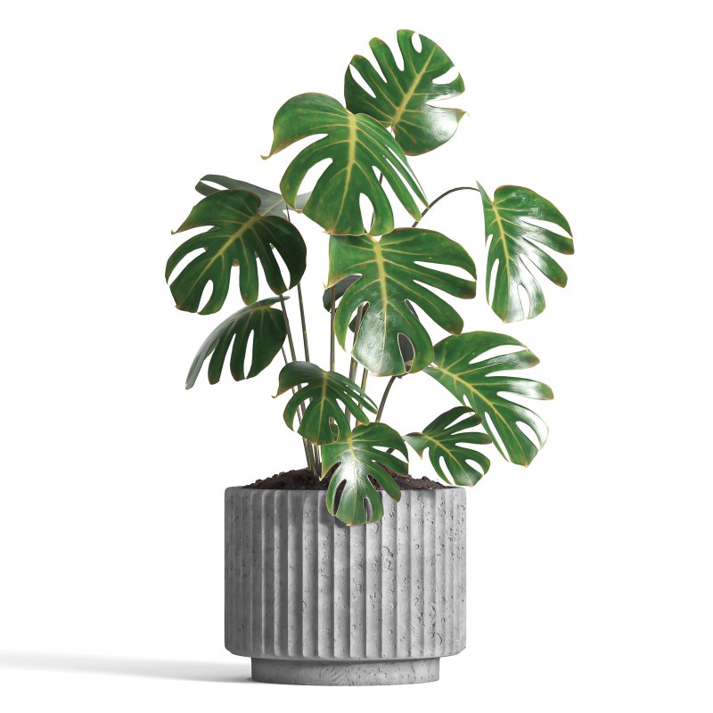 indoor plant 034 - Image 4