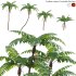 Cyathea cooperi – Australian Tree Fern – 02 - Thumbnail 1