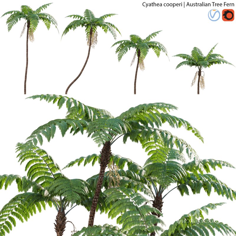 Cyathea cooperi – Australian Tree Fern – 02 - Image 1