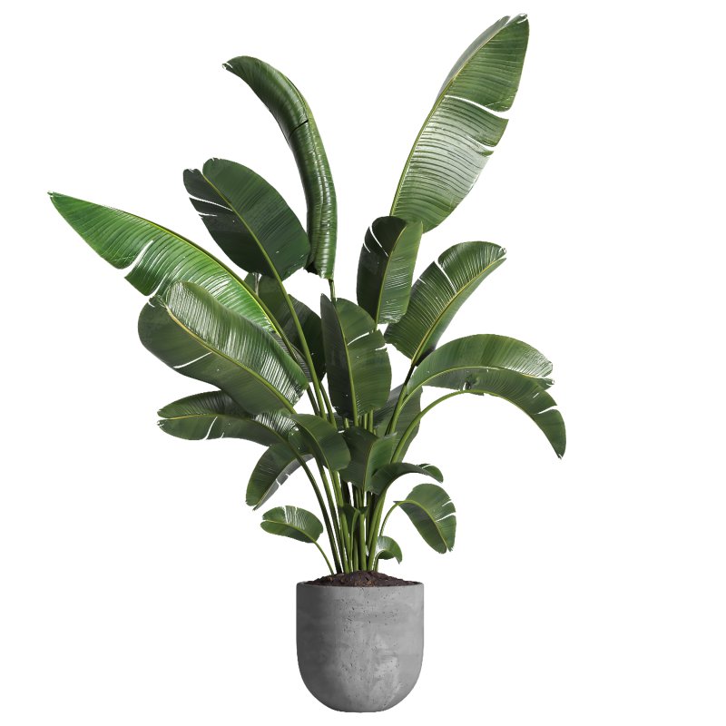 indoor plant 030 - Image 3