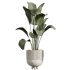 AV Indoor Plants Set 237 Mission Olive Tree and Calathea Lutea Cuban Cigar - Thumbnail 2