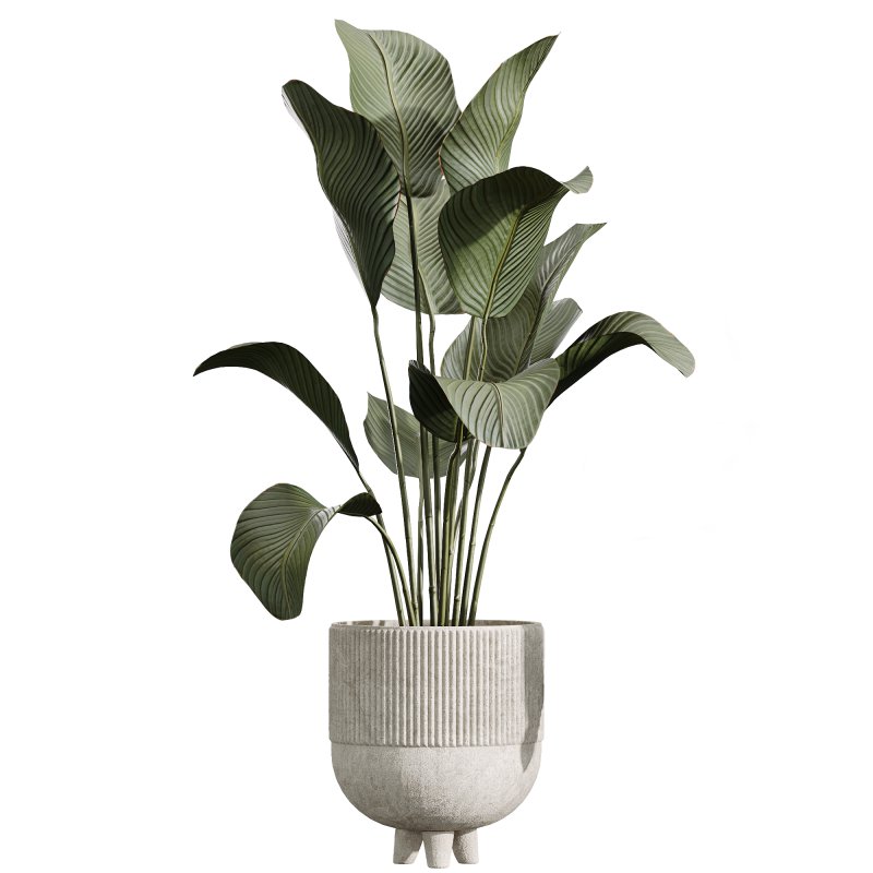 AV Indoor Plants Set 237 Mission Olive Tree and Calathea Lutea Cuban Cigar - Image 2