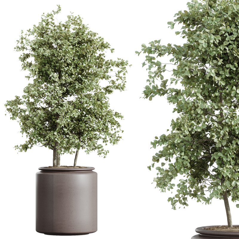 AV Indoor Plants Set 243 Swiss Cheese and Mission Olive and Bird Of Paradise and Ficus African Fig - Image 2