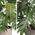 Indoor plant 014 - Thumbnail 2