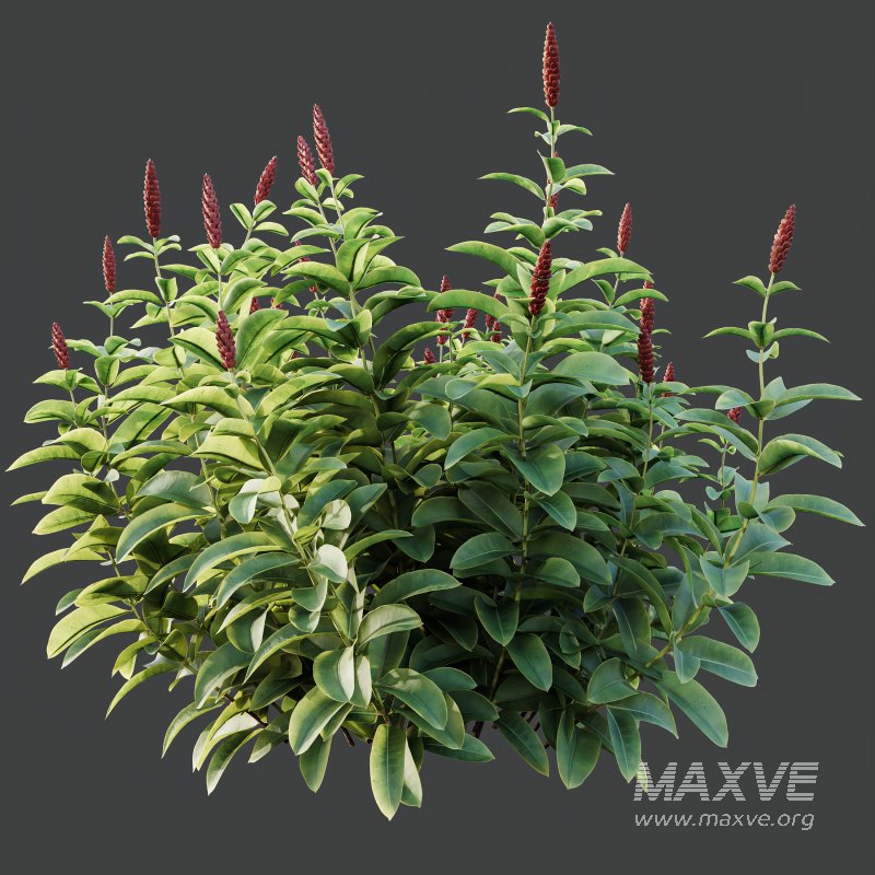 ntal richness. The Rhododendrons burst with densely packed floral spheres in rich pink, purple, and blue tones, while the Crape Ginger displays upward-pointing crimson buds atop lush, lance-shaped foliage. - Image 6