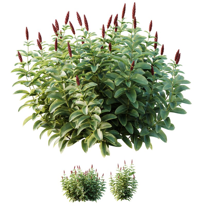 ntal richness. The Rhododendrons burst with densely packed floral spheres in rich pink, purple, and blue tones, while the Crape Ginger displays upward-pointing crimson buds atop lush, lance-shaped foliage. - Image 2