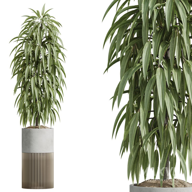 AV Indoor Plants Set 246 Ficus Braid and Beech Olea and Bonsai Pinus and Spineless Yucca and Olive - Image 5
