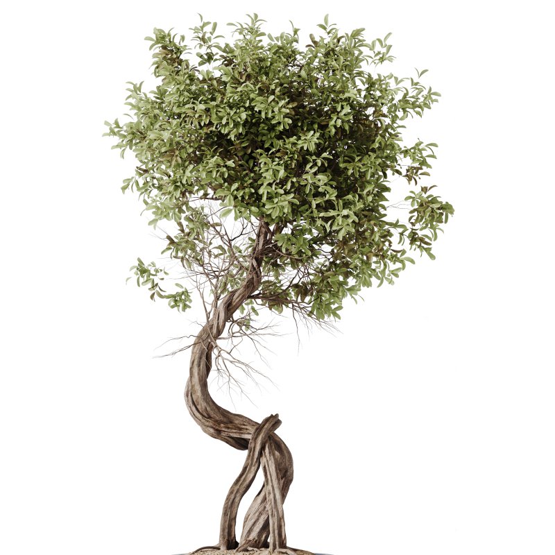 ntal delicacy. - Image 6