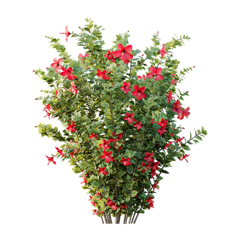 ntal spring shrubs. Featuring the **Hibiscus Rosa-Sinensis**, known as Red Chinese Hibiscus, with its iconic deep red blossoms symbolizing passion and vitality, paired with the lush, compact form of **Abelia Radiance Sherwood**, celebrated for its variegated green foliage and seasonal charm. These species are native to East Asia and the Mediterranean and are commonly used in residential landscaping, luxury gardens, and resort environments. Each leaf and petal has been sculpted with botanical accuracy to provide unmatched visual richness. - Image 4