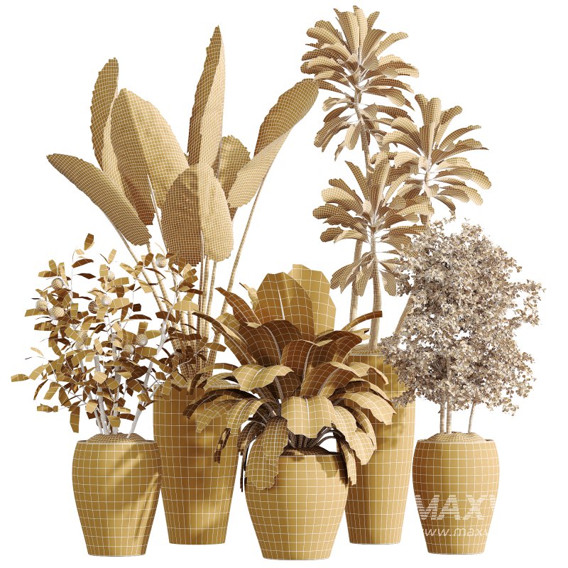 AV Indoor Plants Set 242 Euphorbia Sunshine and Wilsonii Olive and China Orange Tree and Ficus Elastica and Fittingly Elephant - Image 6