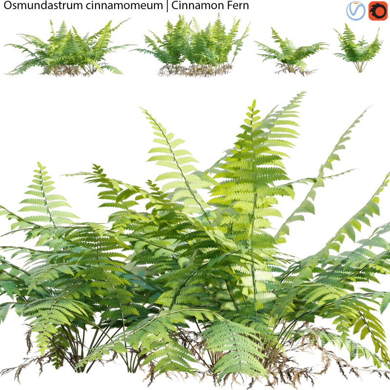 Osmundastrum cinnamomeum – Cinnamon Fern – 02 - Image 1