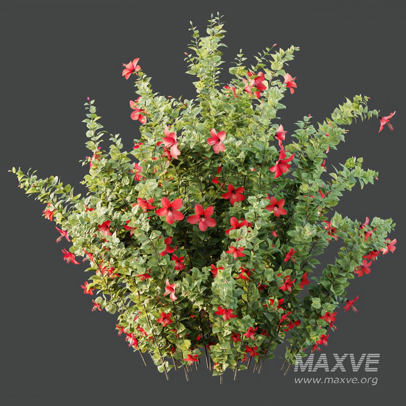 ntal spring shrubs. Featuring the **Hibiscus Rosa-Sinensis**, known as Red Chinese Hibiscus, with its iconic deep red blossoms symbolizing passion and vitality, paired with the lush, compact form of **Abelia Radiance Sherwood**, celebrated for its variegated green foliage and seasonal charm. These species are native to East Asia and the Mediterranean and are commonly used in residential landscaping, luxury gardens, and resort environments. Each leaf and petal has been sculpted with botanical accuracy to provide unmatched visual richness. - Image 7