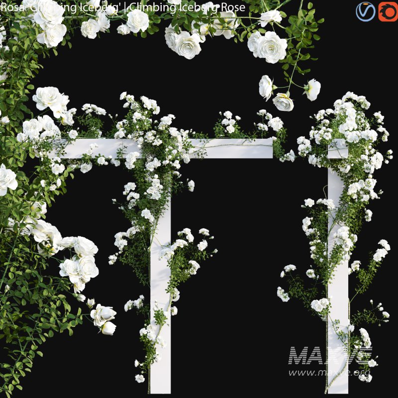 Climbing Iceberg Rose 02 - Image 1