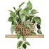 plants set on shelf - Thumbnail 1