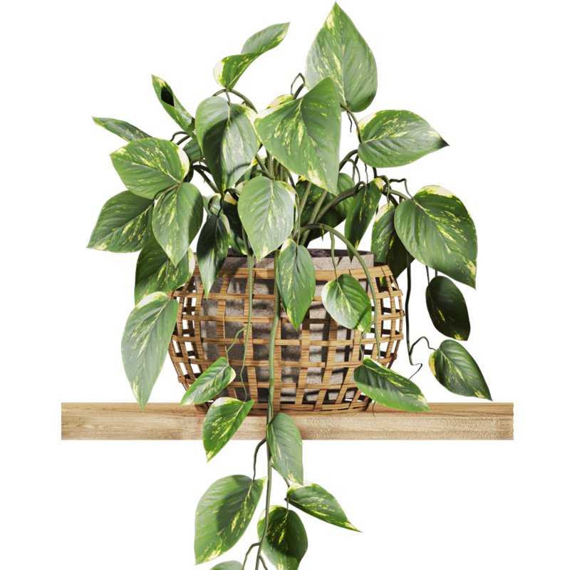 plants set on shelf - Image 1