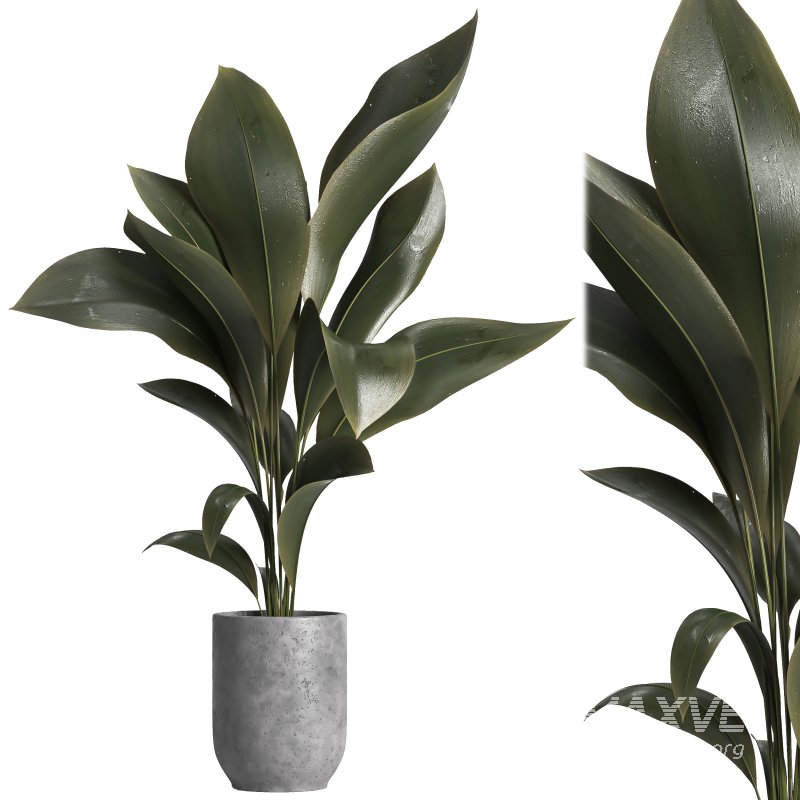 indoor plant 029 - Image 2