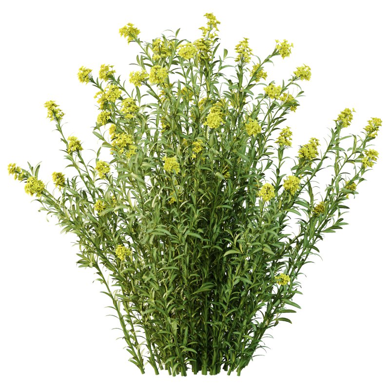 Different bush 17 - Image 5