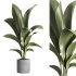 indoor plant 020 - Thumbnail 1