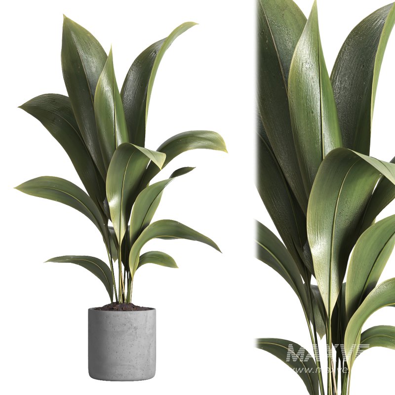 indoor plant 020 - Image 1