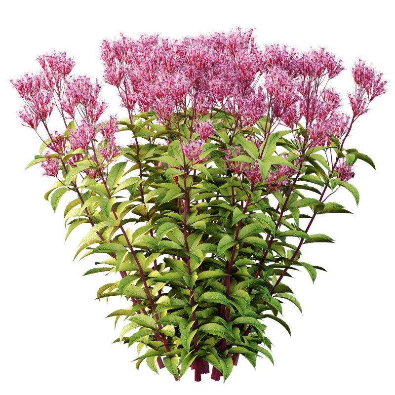 Different bush 16 - Image 2