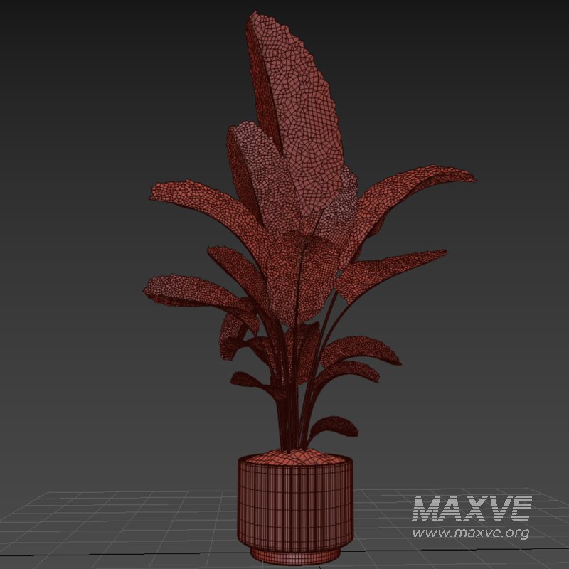 Indoor plant 017 - Image 5