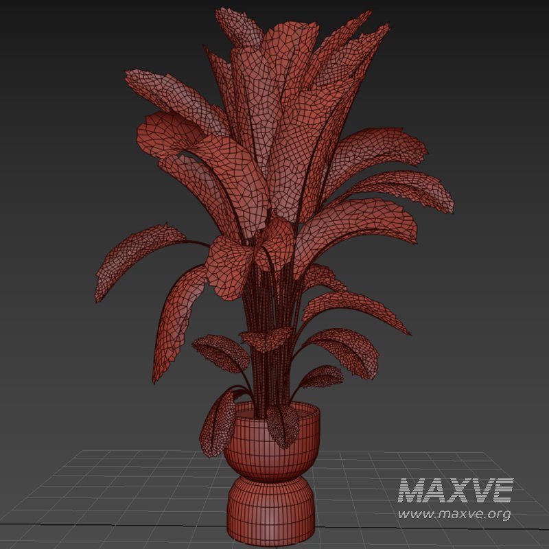 Indoor plant 012 - Image 5