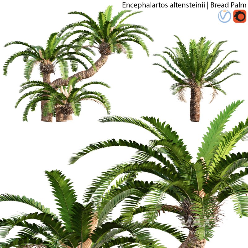 Encephalartos altensteinii – Bread Palm – 01 - Image 1