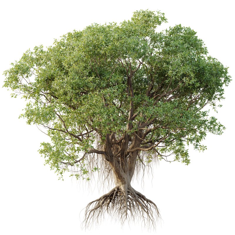 AV Plants Mangrove Gray Avicennia Marina03 - Image 2