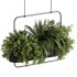 Indoor plants- Hanging Plants in Box- set178 - Thumbnail 5