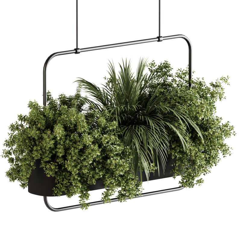 Indoor plants- Hanging Plants in Box- set178 - Image 5