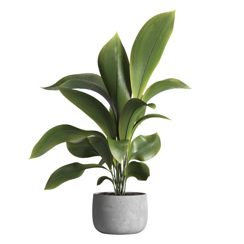 indoor plant 022 - Image 4