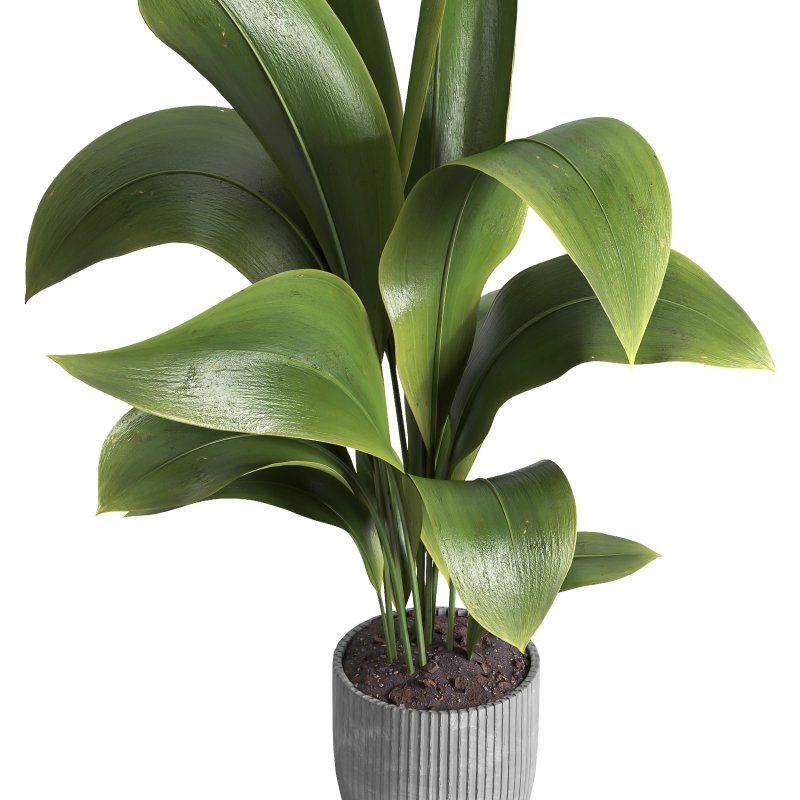 Indoor plant 015 - Image 3