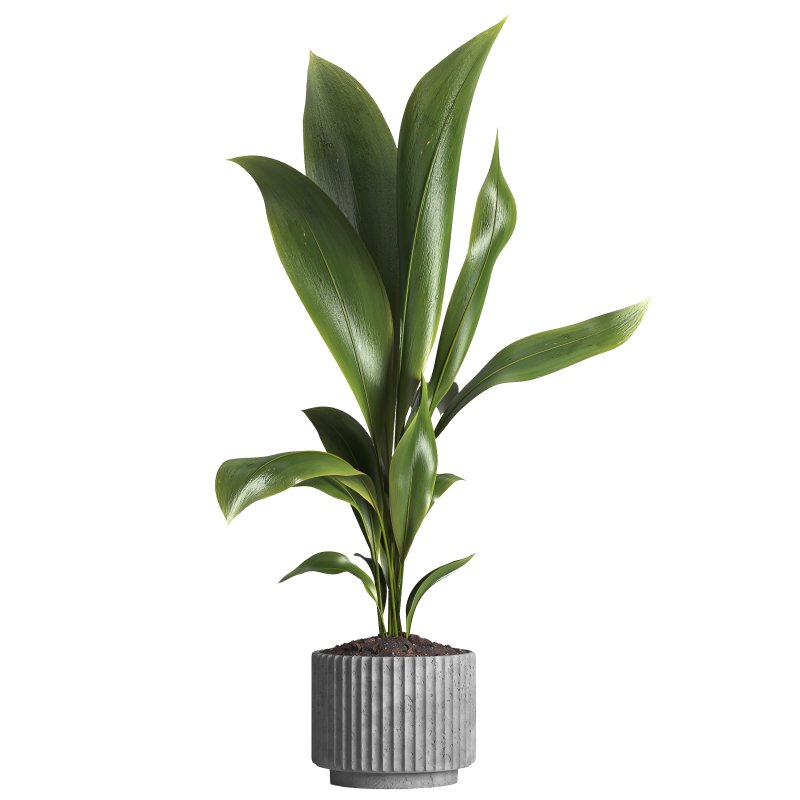 indoor plant 026 - Image 1