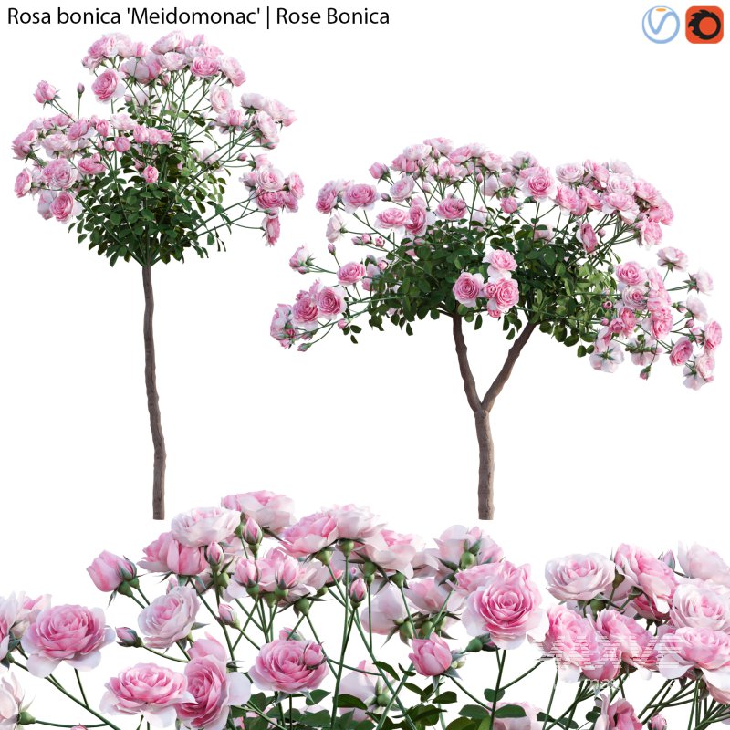 Rose | Rosa bonica Meidomonac | Rose Bonica – 02 - Image 1