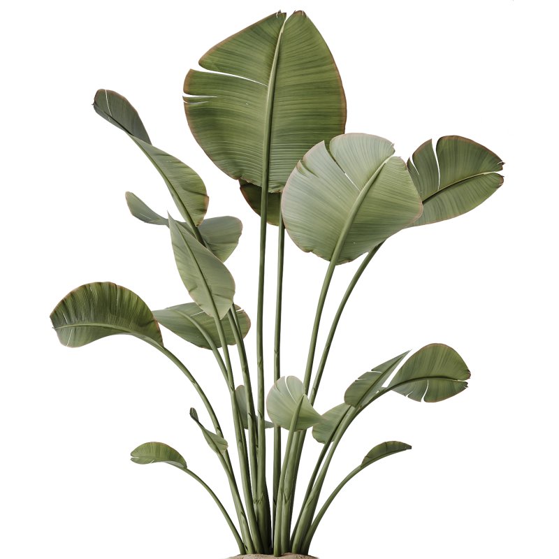 AV Indoor Plants Set 245 Bird Of Paradise Lime Cane Olive Branche Cast Iron Plant - Image 4