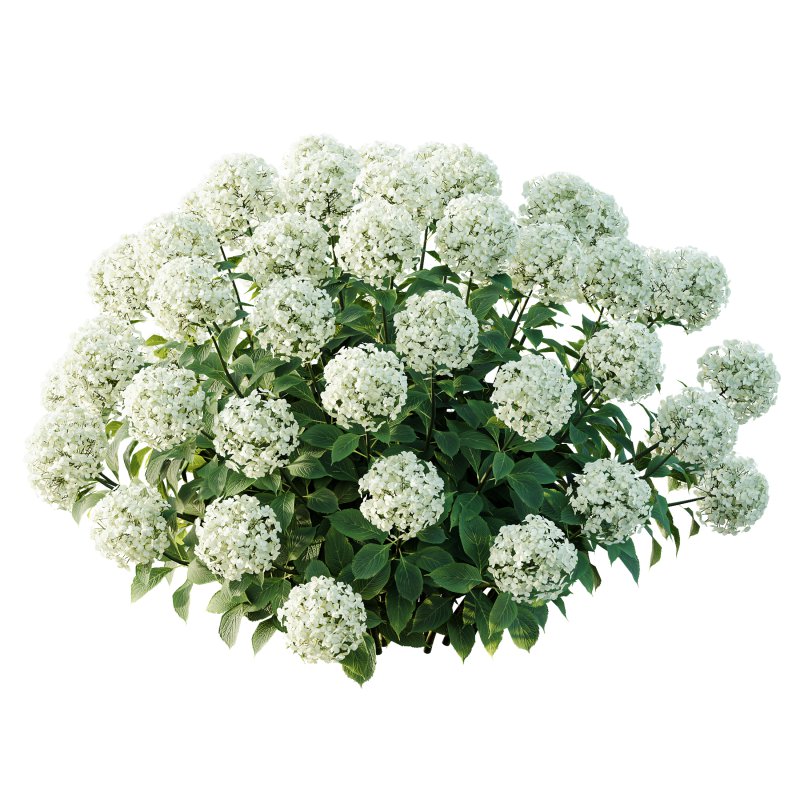 ntal richness. The Rhododendrons burst with densely packed floral spheres in rich pink, purple, and blue tones, while the Crape Ginger displays upward-pointing crimson buds atop lush, lance-shaped foliage. - Image 1